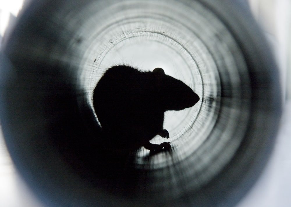 image of a small rodent hiding in the interior of a dark pipe.