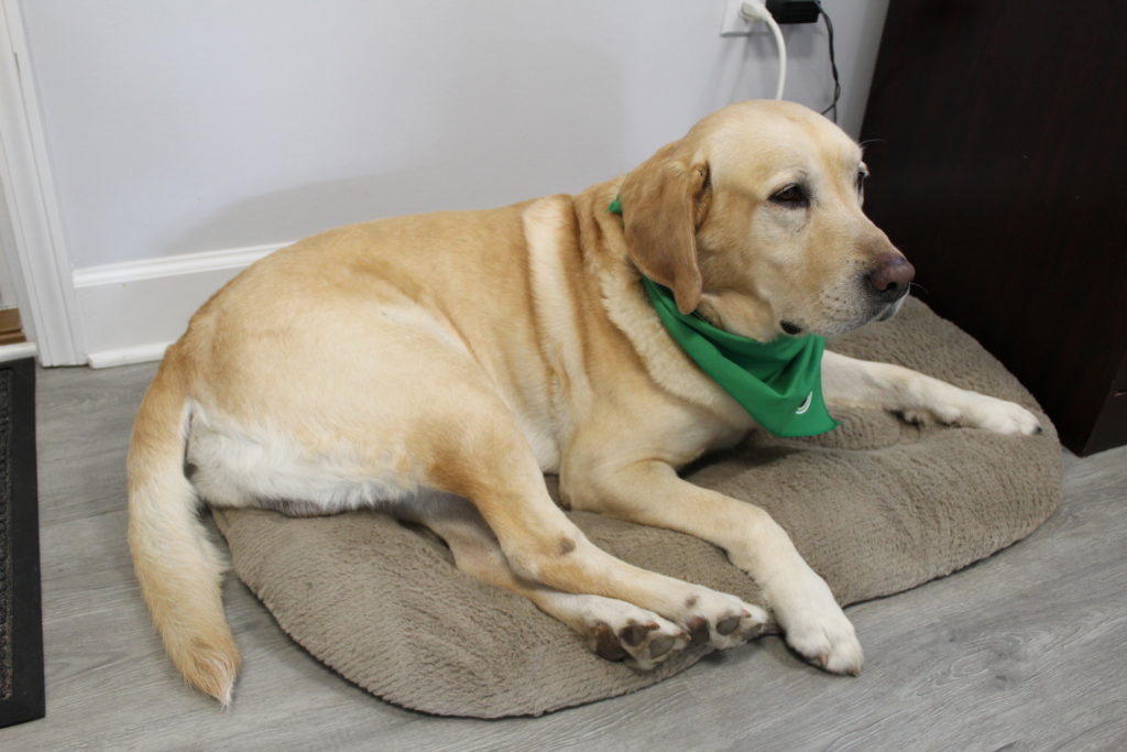 Labrador laying on a cushion in a office flea free 