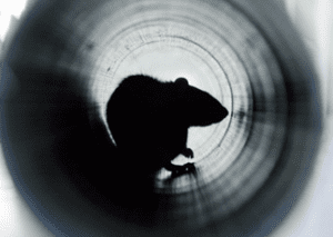Rodent hiding in the interior of a pipe. 